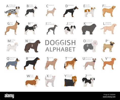 dog breeds with 9 letters